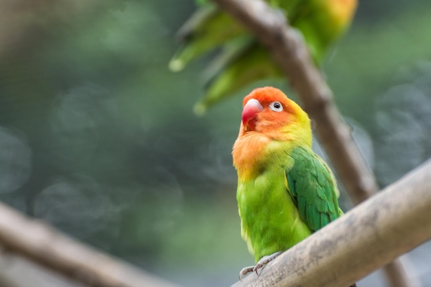 Agapornis solteros queridos lilians en el zoológico