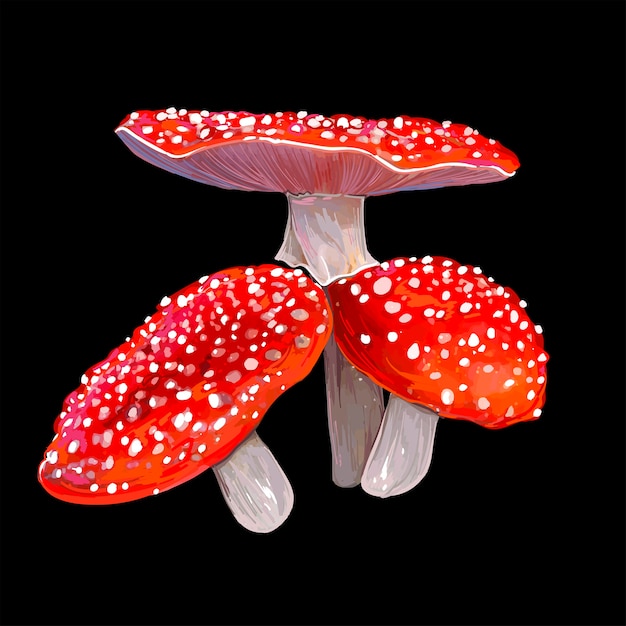 Foto agaric de mosca venenoso três vermelho brilhante em um fundo preto