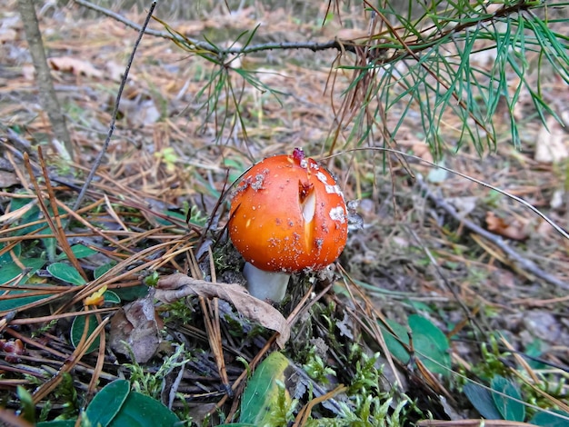 agaric mosca vermelha na floresta grama close up