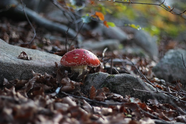 Agaric-Pilz auf dem Waldboden