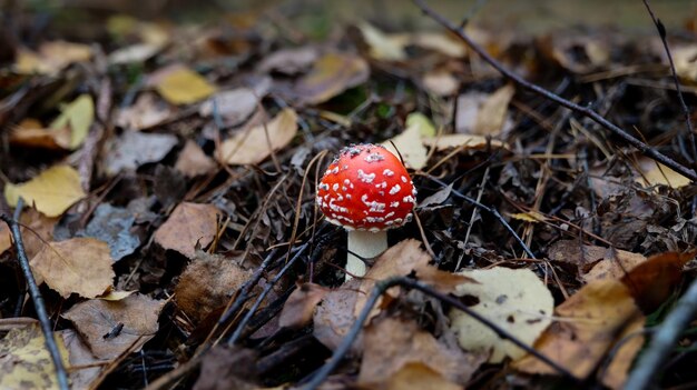 Foto agaric vermelho no chão com folhas.