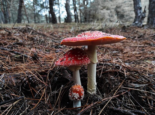 Agárico de mosca de cogumelo venenoso vermelho em ambiente natural em uma floresta de pinheiros