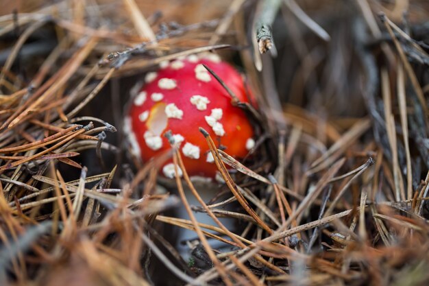 agárico de mosca en el bosque en el musgo