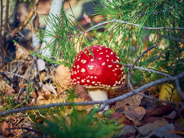 Agárico de mosca en el bosque de otoño.