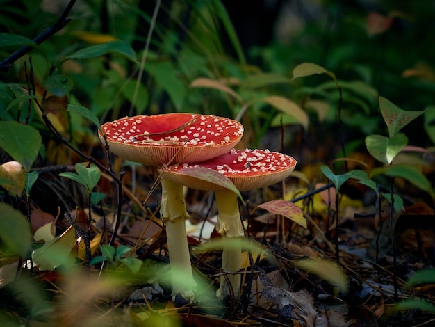 Agárico de mosca en el bosque de otoño.