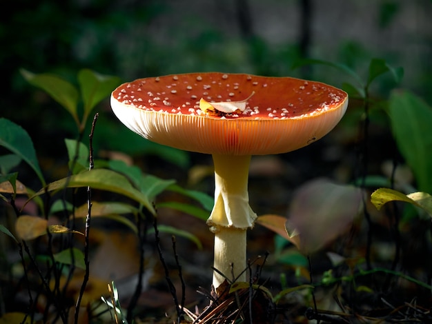 Agárico de mosca en el bosque de otoño.