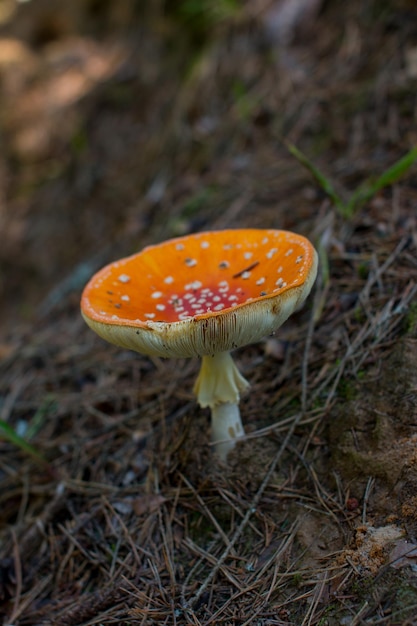 Agárico de mosca creciente en el bosque de otoño Un hongo venenoso con un sombrero moteado rojo