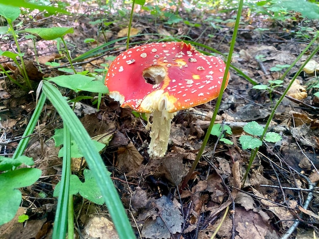 El agárico de mosca de hongo rojo no comestible crece en el primer plano del bosque