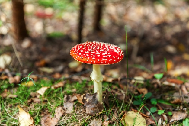 Agárico de mosca del hongo tóxico y alucinógeno en la hierba sobre fondo de bosque otoñal. Hongo venenoso rojo Amanita Muscaria