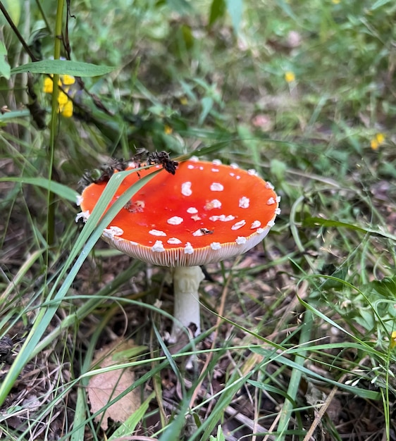 El agárico de mosca de hongos venenosos crece en el bosque