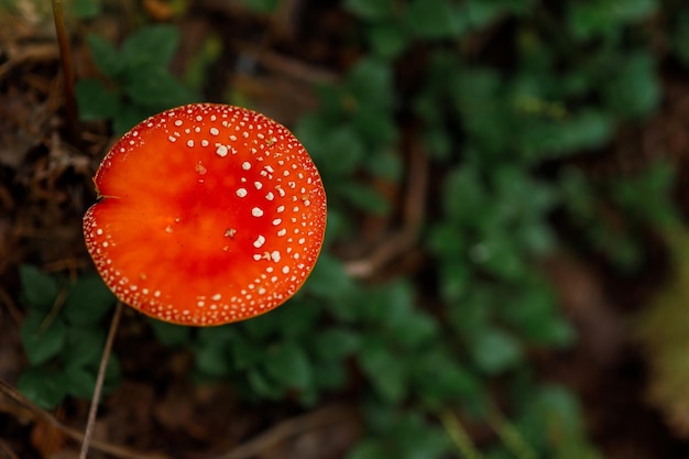 Agárico de mosca o mosca Amanita hongo Amanita muscaria Hongos venenosos Vista superior