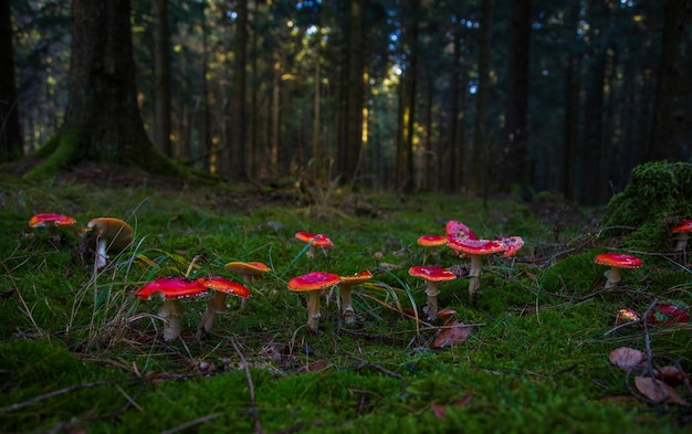 agárico de mosca roja en un claro en el bosque