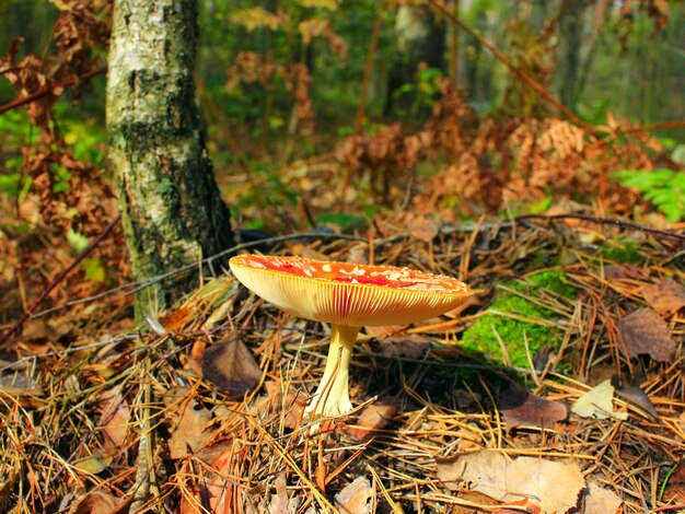 Agarico de mosca roja creciendo en el bosque de otoño