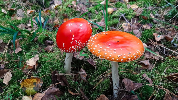 agárico de mosca roja en el primer plano de la hierba del bosque