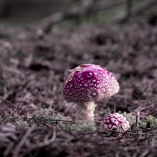 Agárico de mosca tóxico brillante con granos blancos en un claro del bosque