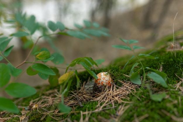 Foto agarico de mosca venenoso rojo en el bosque agarico de mosca rojo de cerca