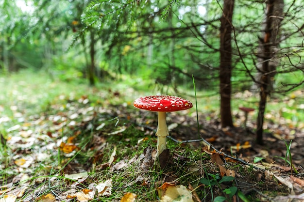 Agárico de moscas tóxicas y alucinógenas en pasto en bosque de otoño