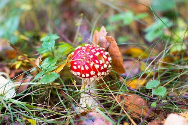 Agáricos de mosca roja en el bosque de otoño. Hermosos agáricos de mosca venenosos