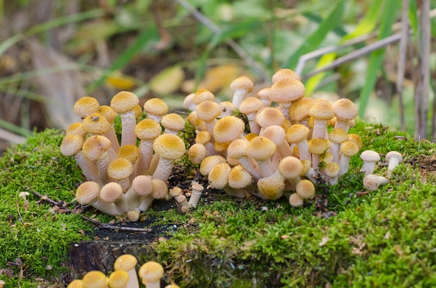 Agarics de mel de cogumelos da floresta comestíveis tardios em um cânhamo coberto com musgo. Colheita de cogumelos de outono
