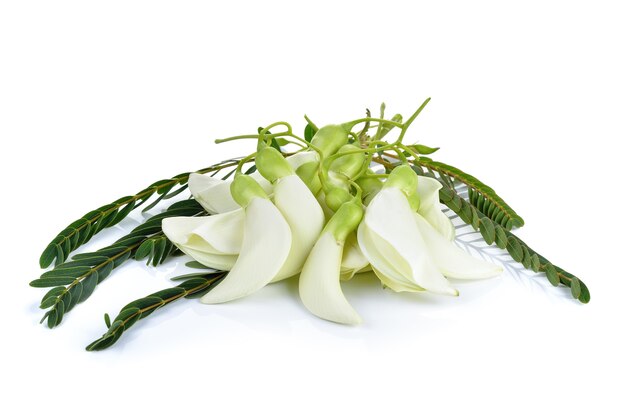 Agasta branco, vegetal tailandês em branco