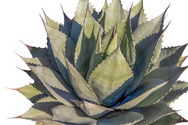 agave aislado de cerca