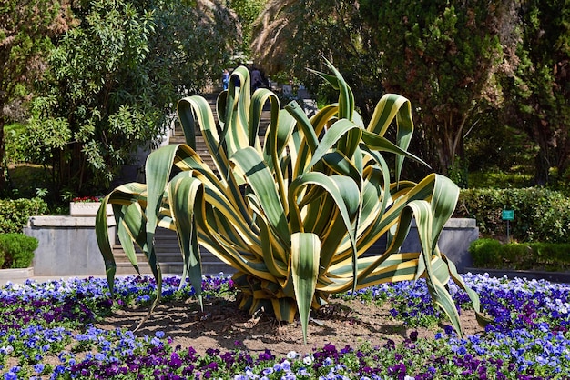 Foto agave american im gartenarboretum