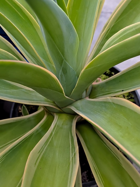 Agave americana algunos de sus nombres comunes incluyen Maguey American aloe planta centinela planta del siglo