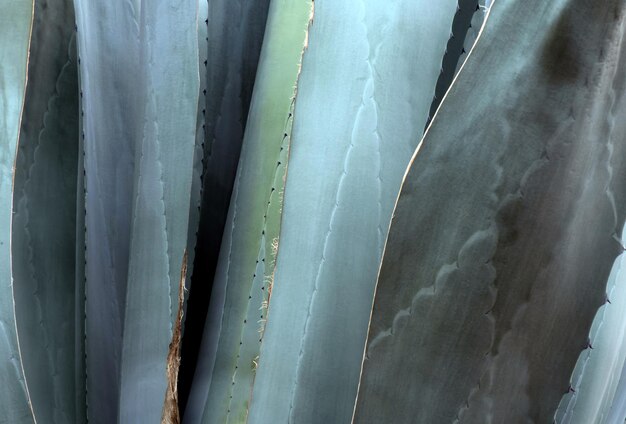 Agave Americana-Hintergrund mit Platz für Text