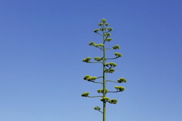 Agave Americana Pflanze wächst gegen den blauen Himmel