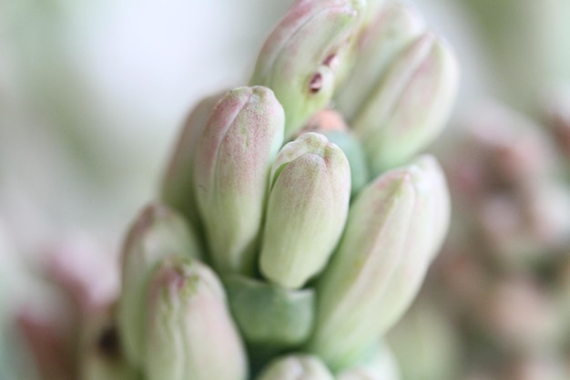 Agave amica anteriormente Polianthes tuberosa a tuberosa é uma planta perene da família Asparagaceae