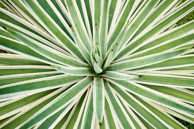 Foto agave angustifolia ou vivipara close-up