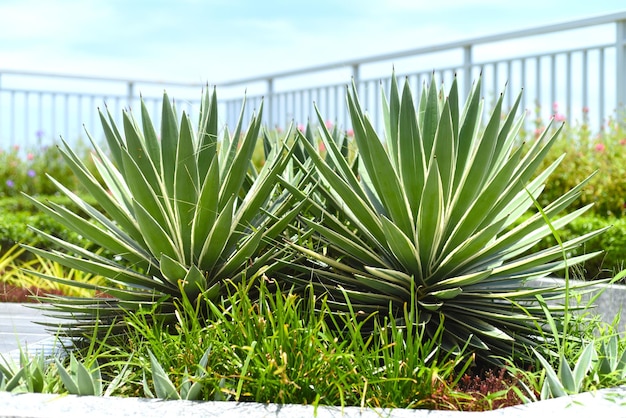 Agave angustifolia Planta de agave do Caribe crescendo em Nha trang Vietnã