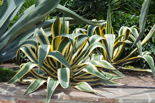 Agave arbustos en el jardín