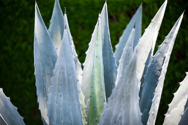 Agave cactus backdround cactus o cactaceae patrón