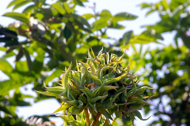 Agave chiapensis Blumen und Sämlinge immergrüne stammlose Sukkulente im Garten