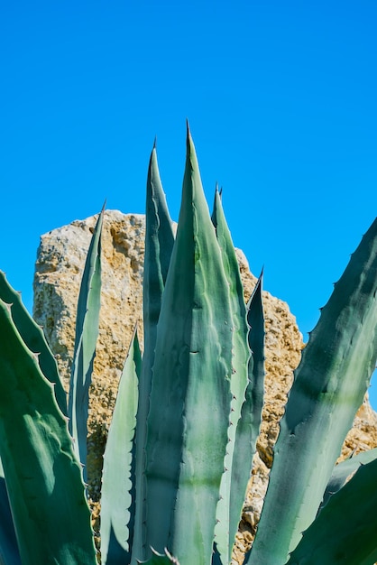 Agave contra o pano de fundo de um céu azul brilhante e ideia de moldura vertical de rochas de um fundo de primavera