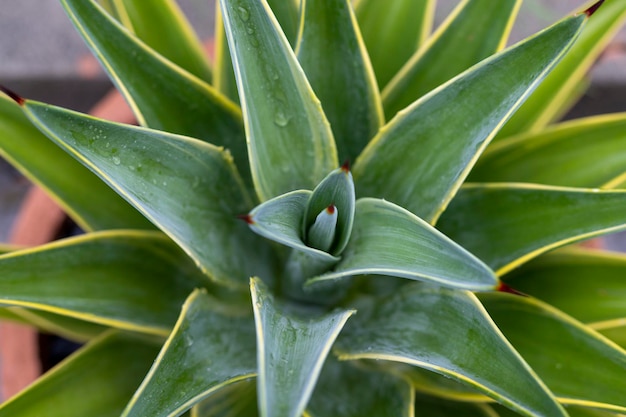 Agave desmettiana Hochwinkelansicht