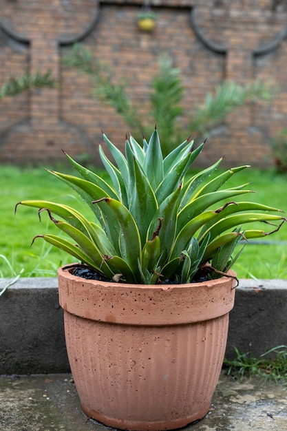 Agave desmettiana hojas verdes con bordes amarillos planta en una maceta de hormigón