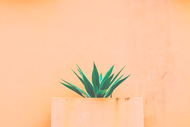 Agave y fondo naranja.