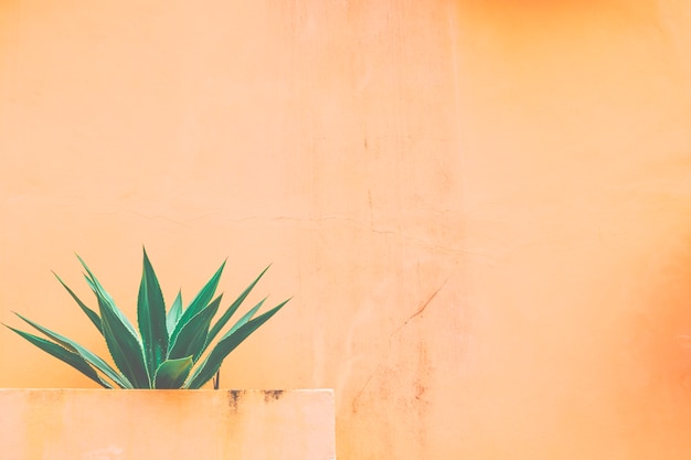 Agave y fondo naranja.