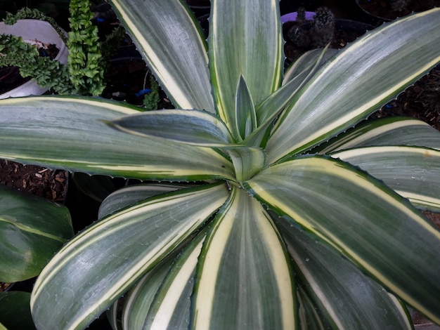 Agave furcrea gigantea Zierpflanze im Garten