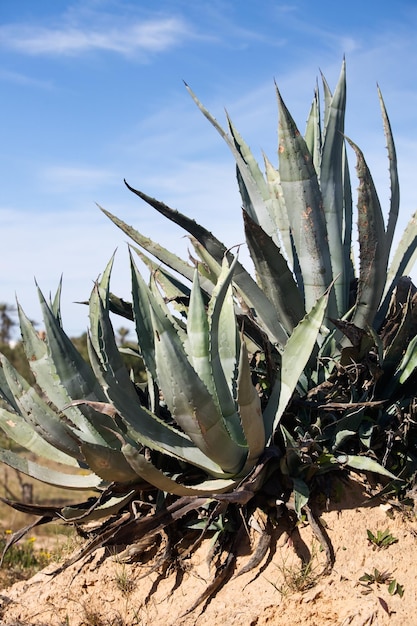 Agave en invierno, isla de Djerba, Túnez, África