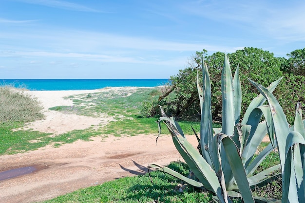 Agave por la orilla en Cerdeña