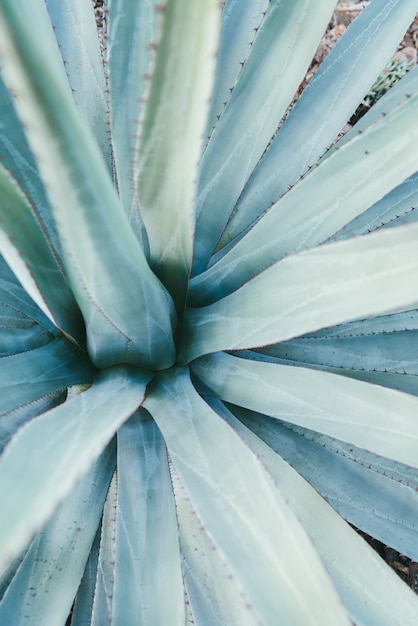 Agave parryi Großansicht