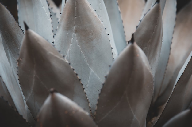 Foto agave parryi, sukkulente, dornenblatt