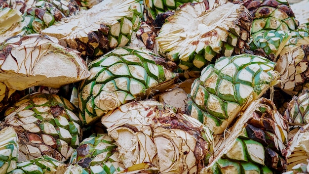 Agave de piña ya cortado y listo para cocinar dentro del horno