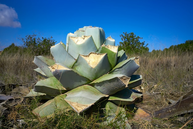 Foto agave pitera corta planta de mediterraneo