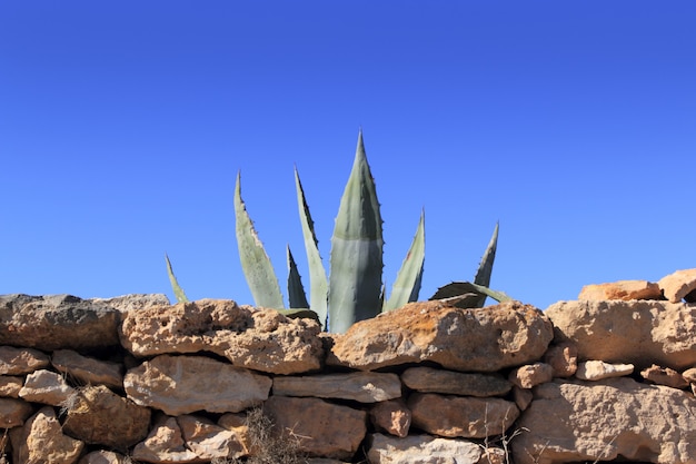 Agave pitera planta mediterránea muro de piedra