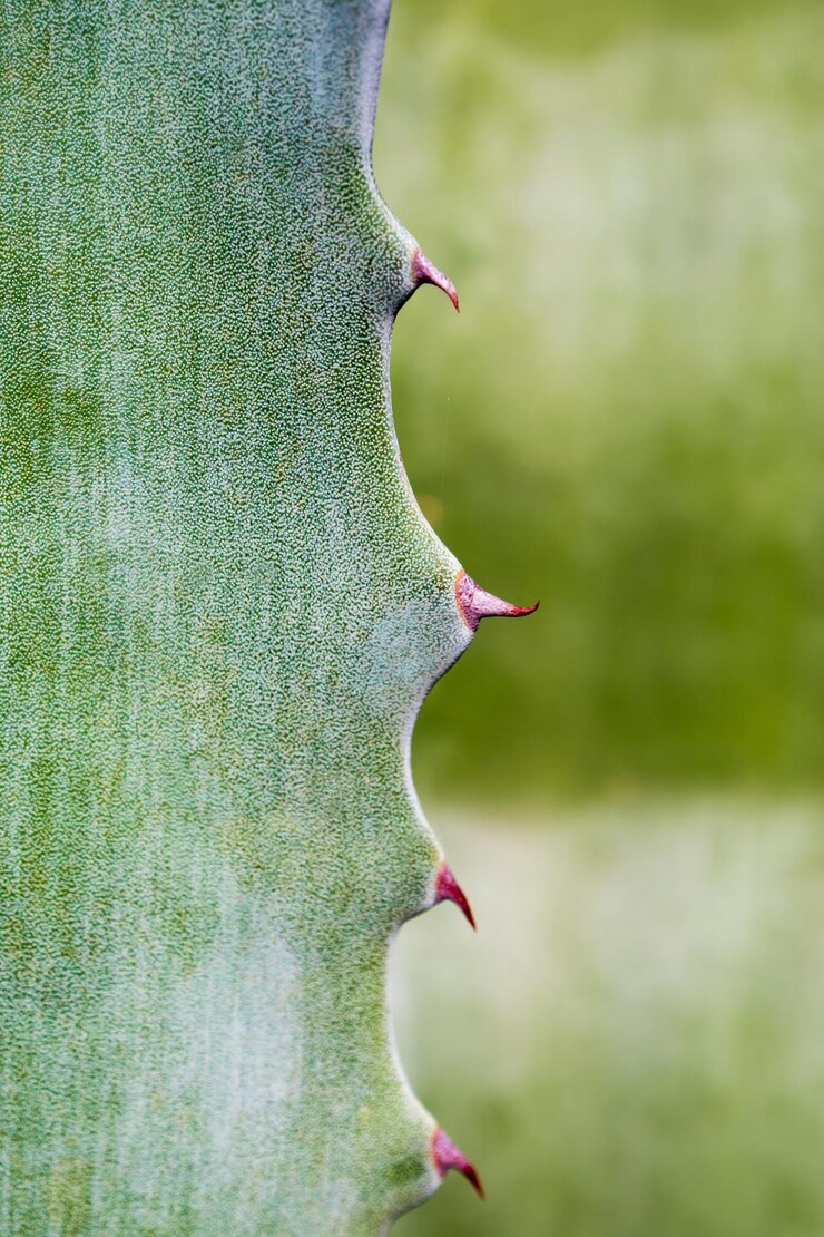 Foto agave planta suculenta fechar cera branca em folhas de frescura com espinho de folha de agave