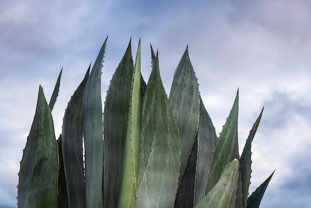 Agave salmiana maguey com céu no fundo e espaço para texto